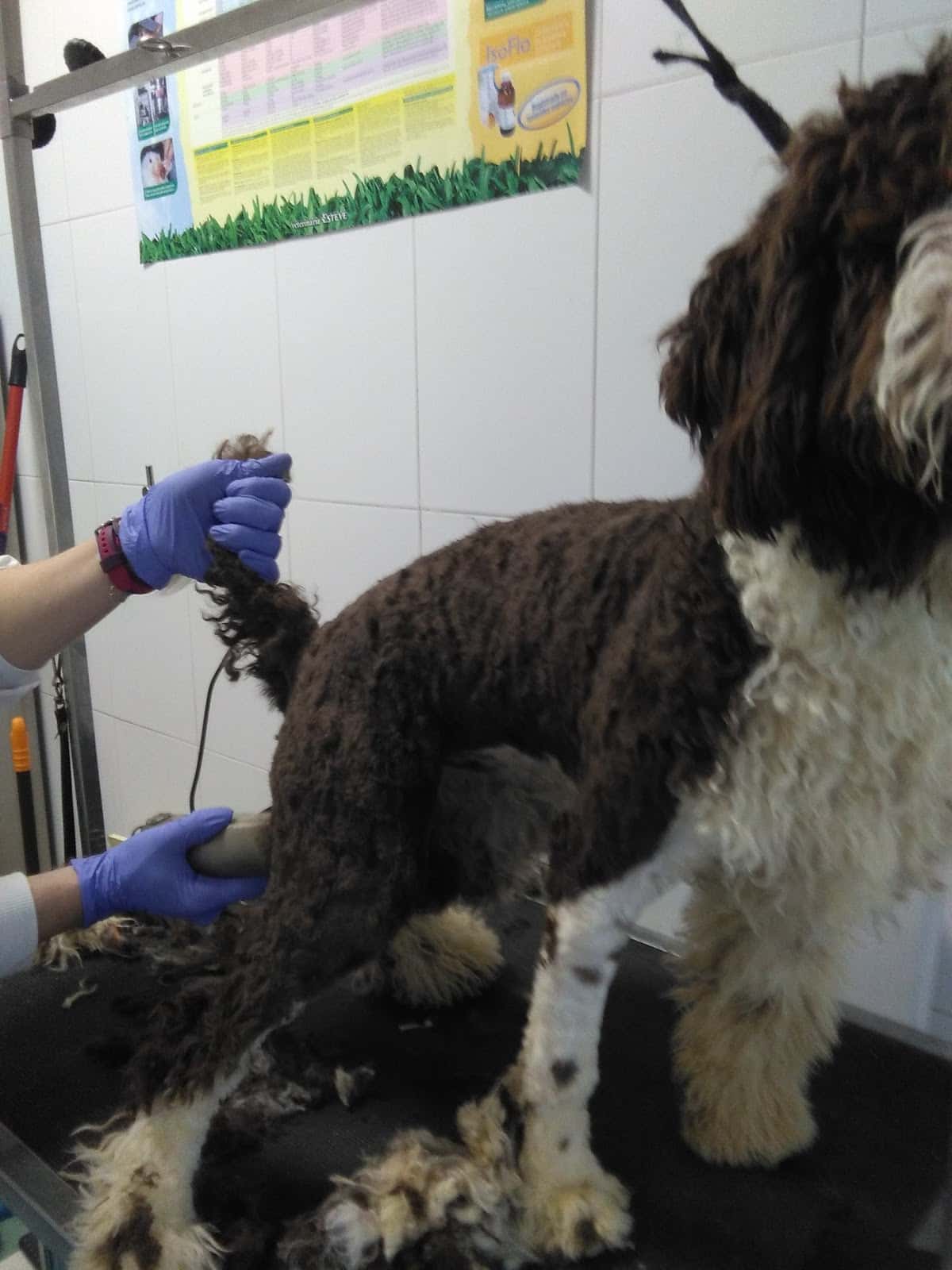 CLÍNICA VETERINARIA MONTILLA mascotas