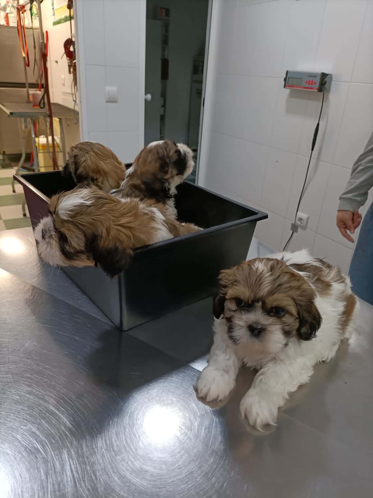CLÍNICA VETERINARIA MONTILLA mascotas