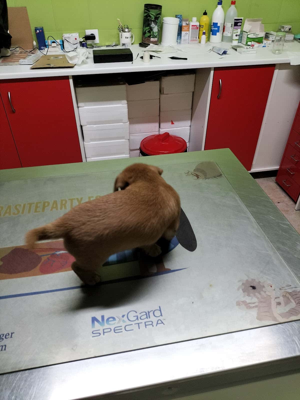 centro veterinario fauna veterinario centro en montilla en cordoba principalImage ADOPTA Sitios Pet Friendly