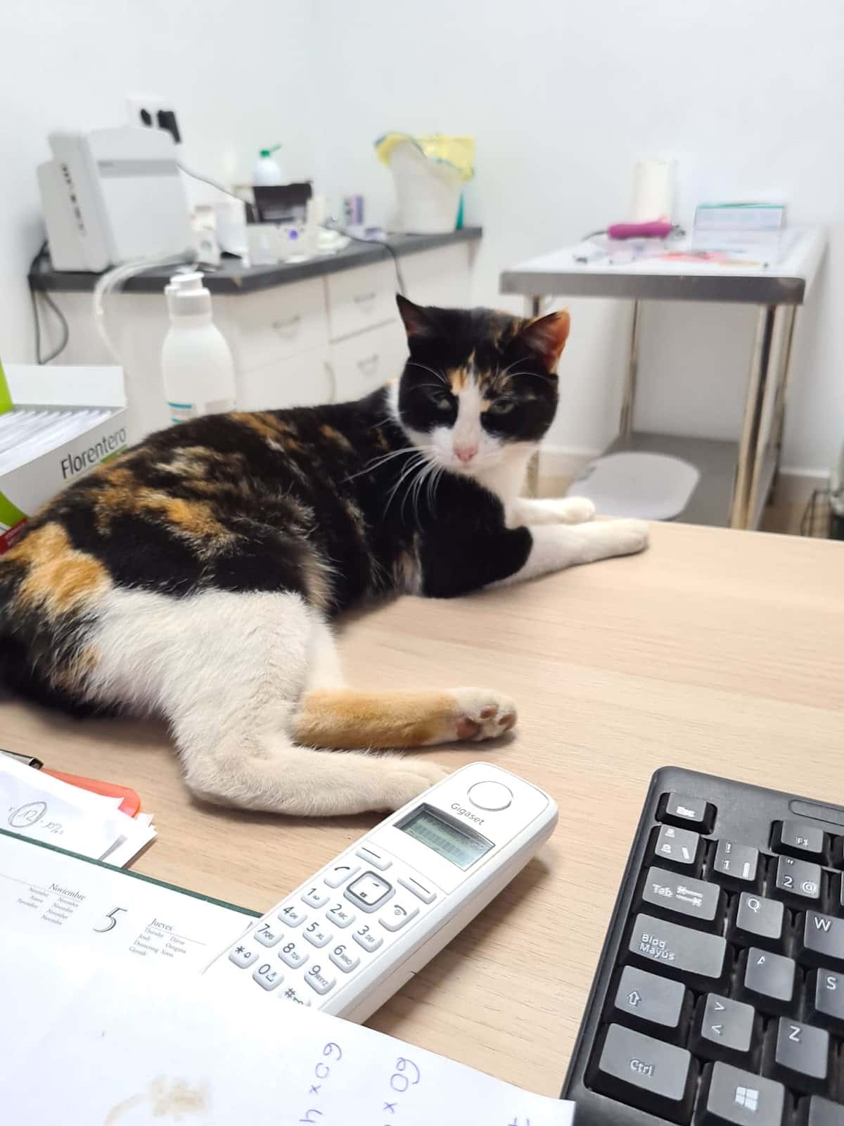 Clínica Veterinaria Vetalya