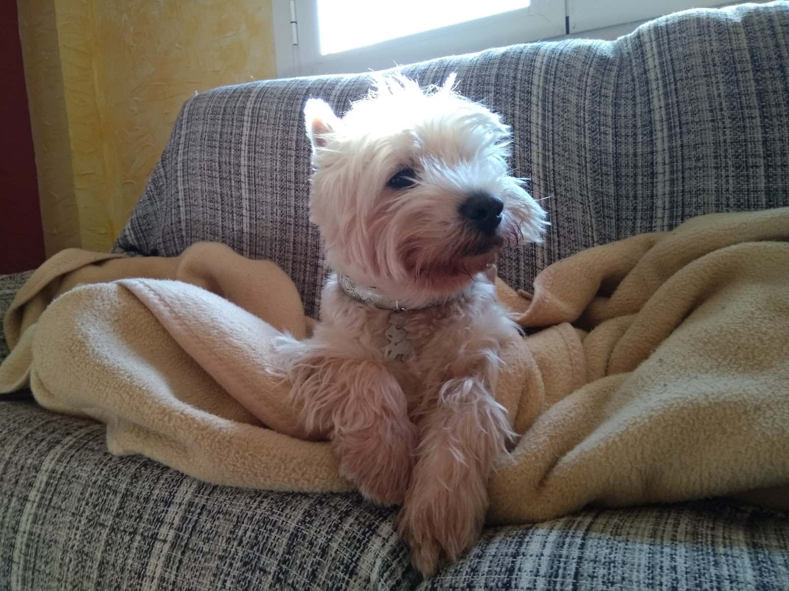 Clínica Veterinaria Pozoblanco