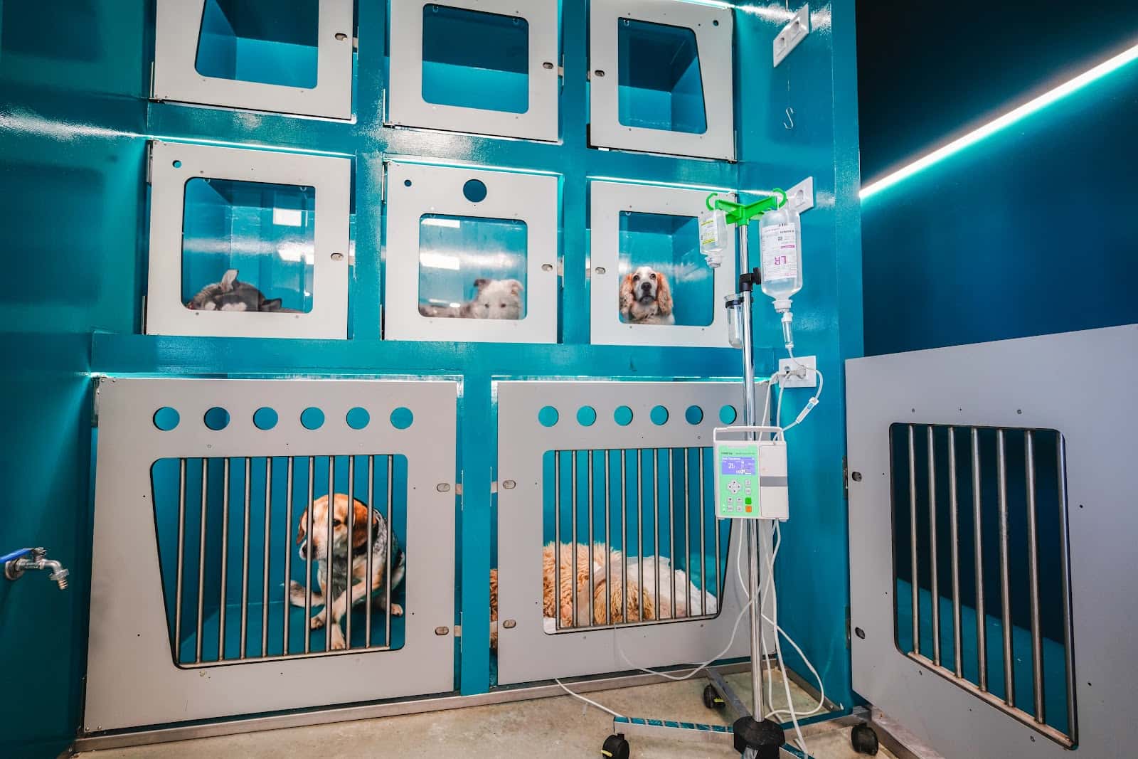 clinica servet pedroches s l veterinario clinica en anora en cordoba principalImage ADOPTA Sitios Pet Friendly