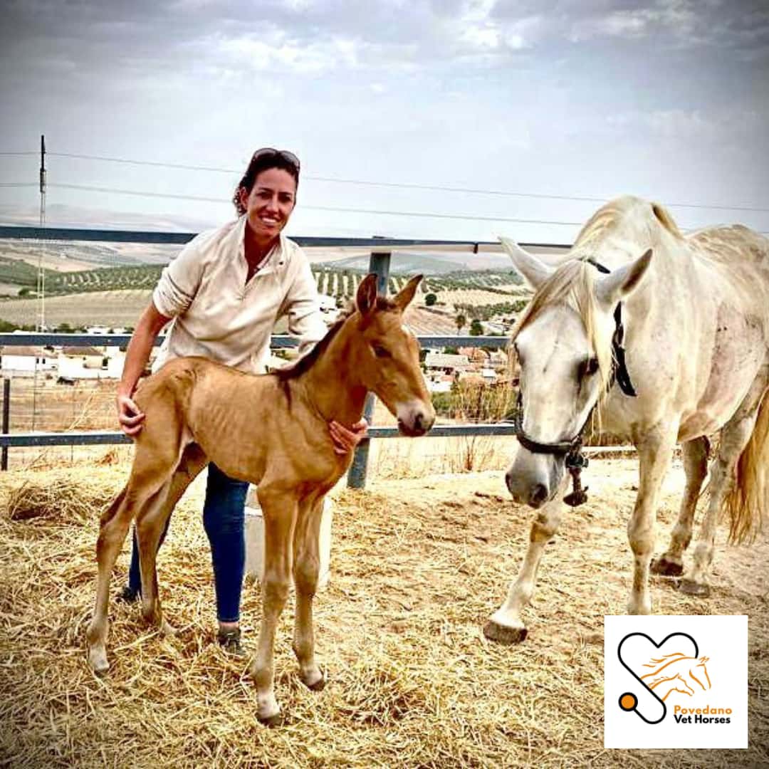 Povedano Vet Horses S.L.