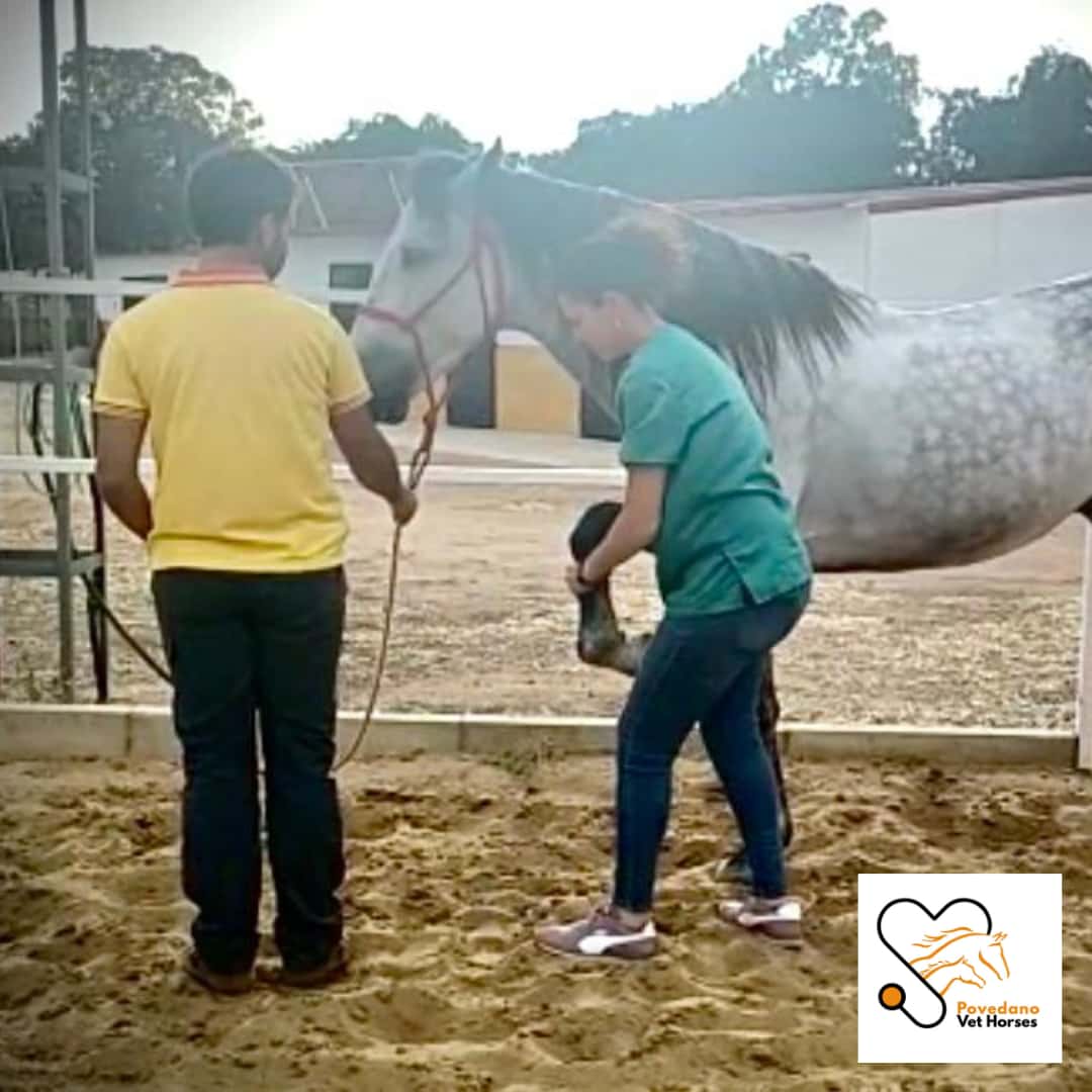 Povedano Vet Horses S.L.