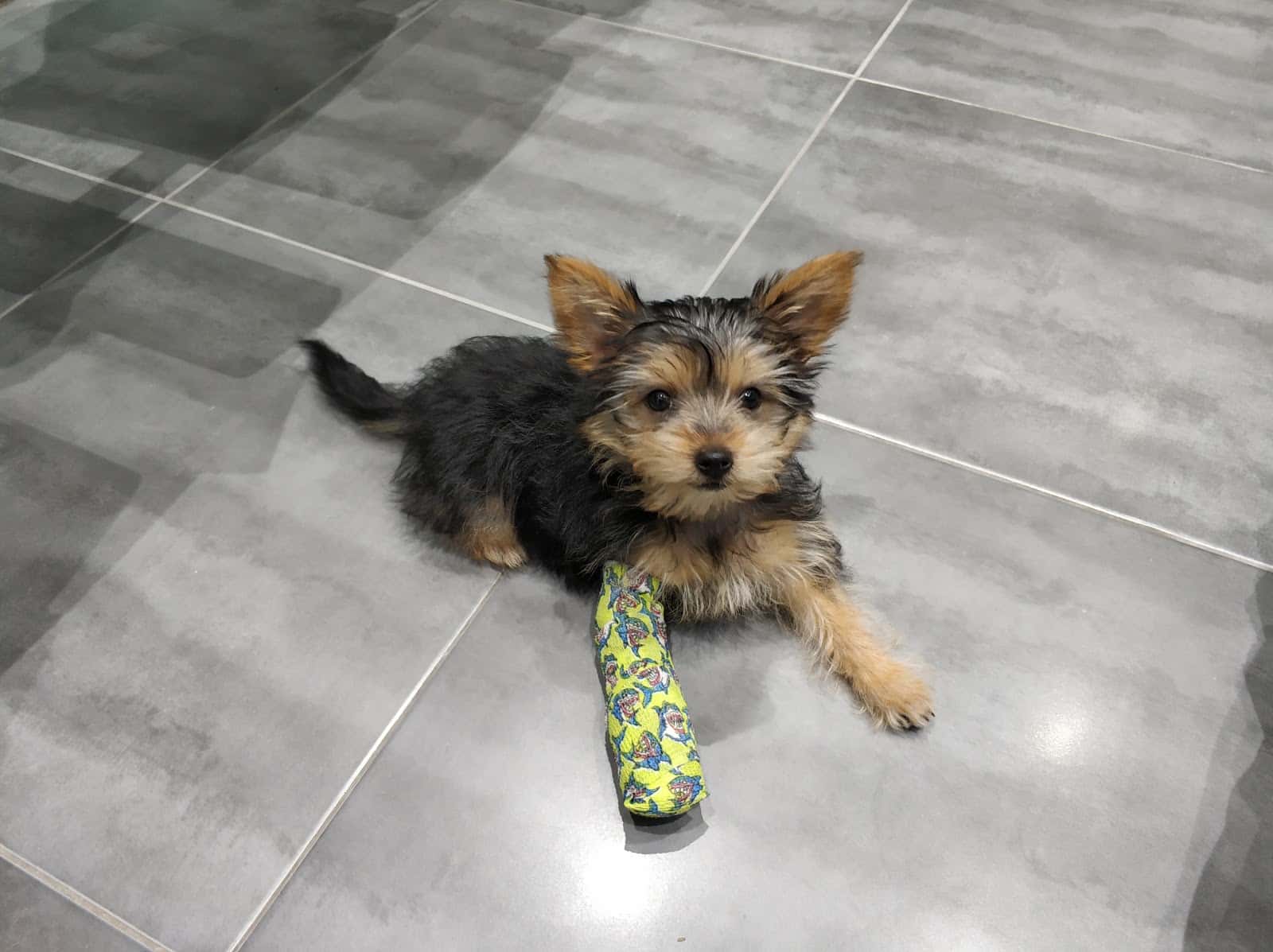 Clinica Veterinaria Dogos