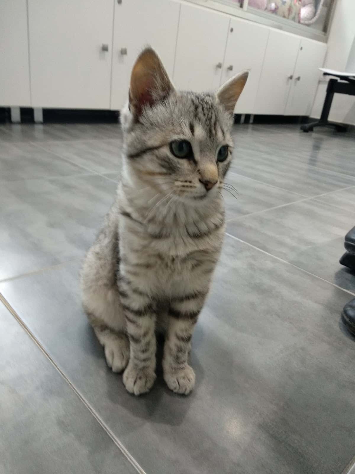 Clinica Veterinaria Dogos