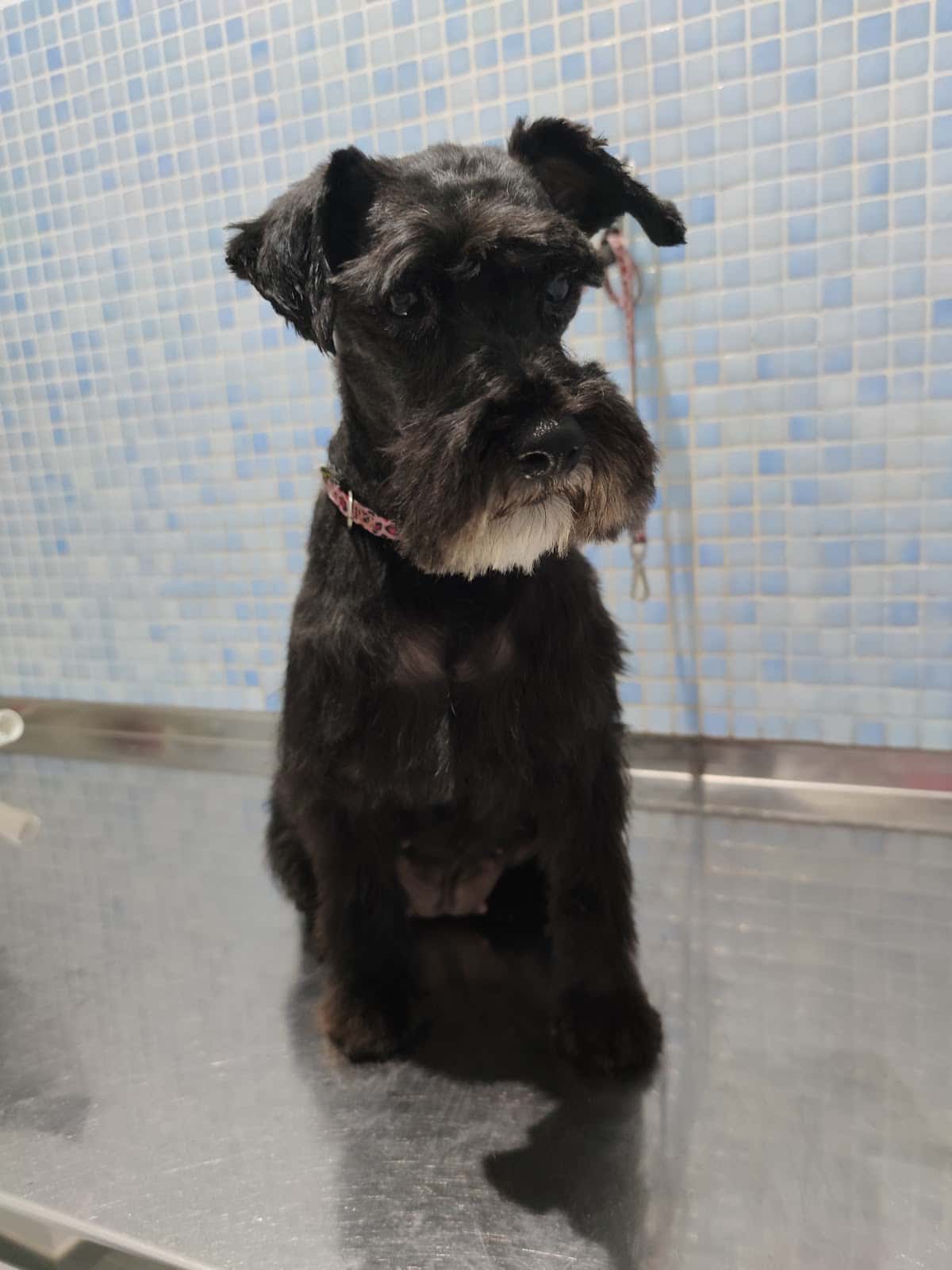 Clinica Veterinaria Dogos