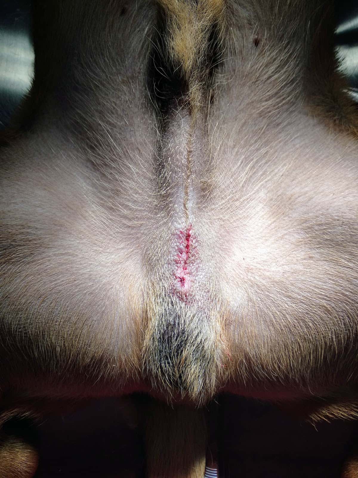Clinica Veterinaria Dogos