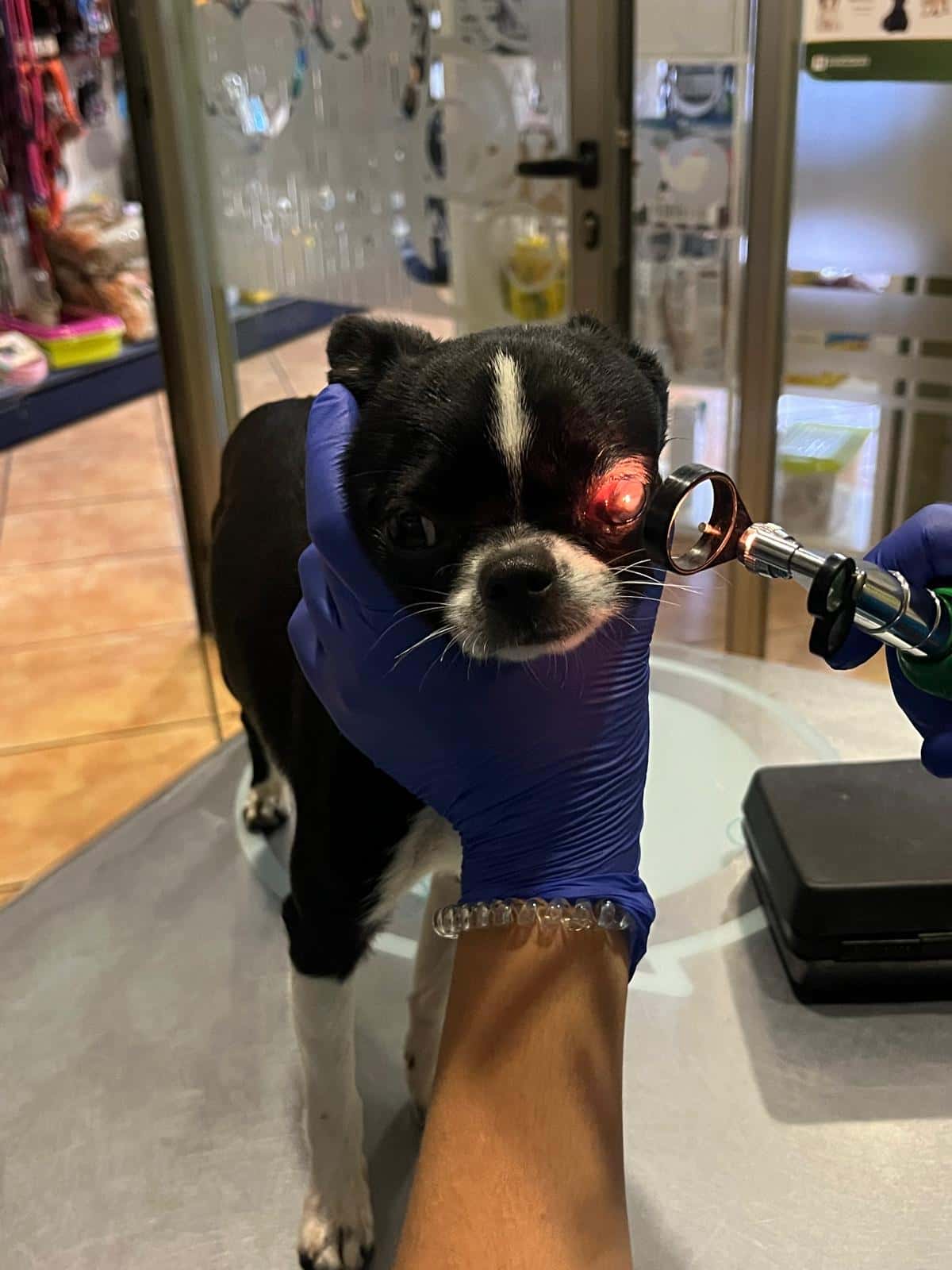 Clinica Veterinaria La Huella