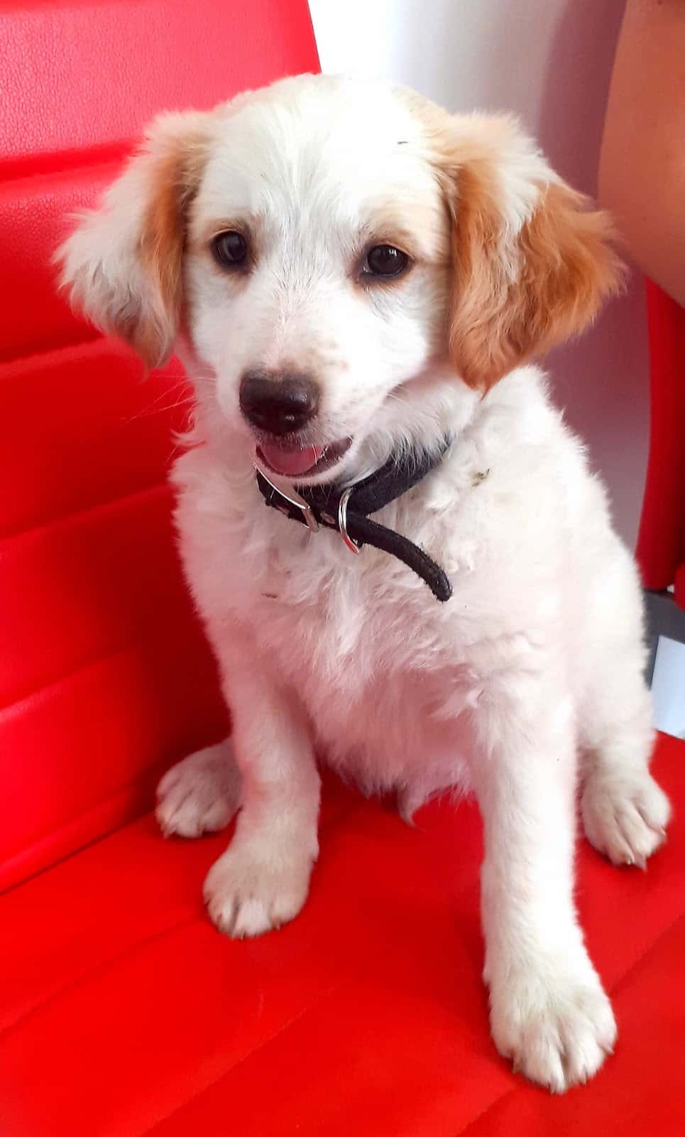 Clínica Veterinaria Tucán