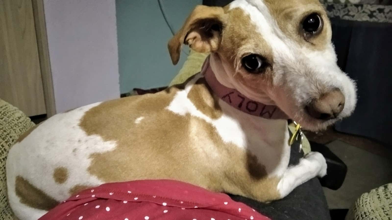 Clínica Veterinaria Aben Zayde