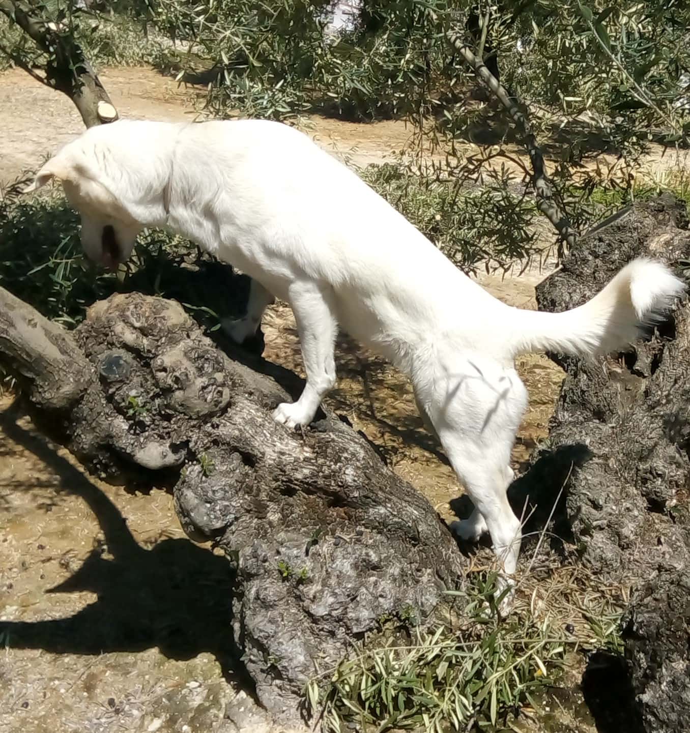 Veterinaria Laus
