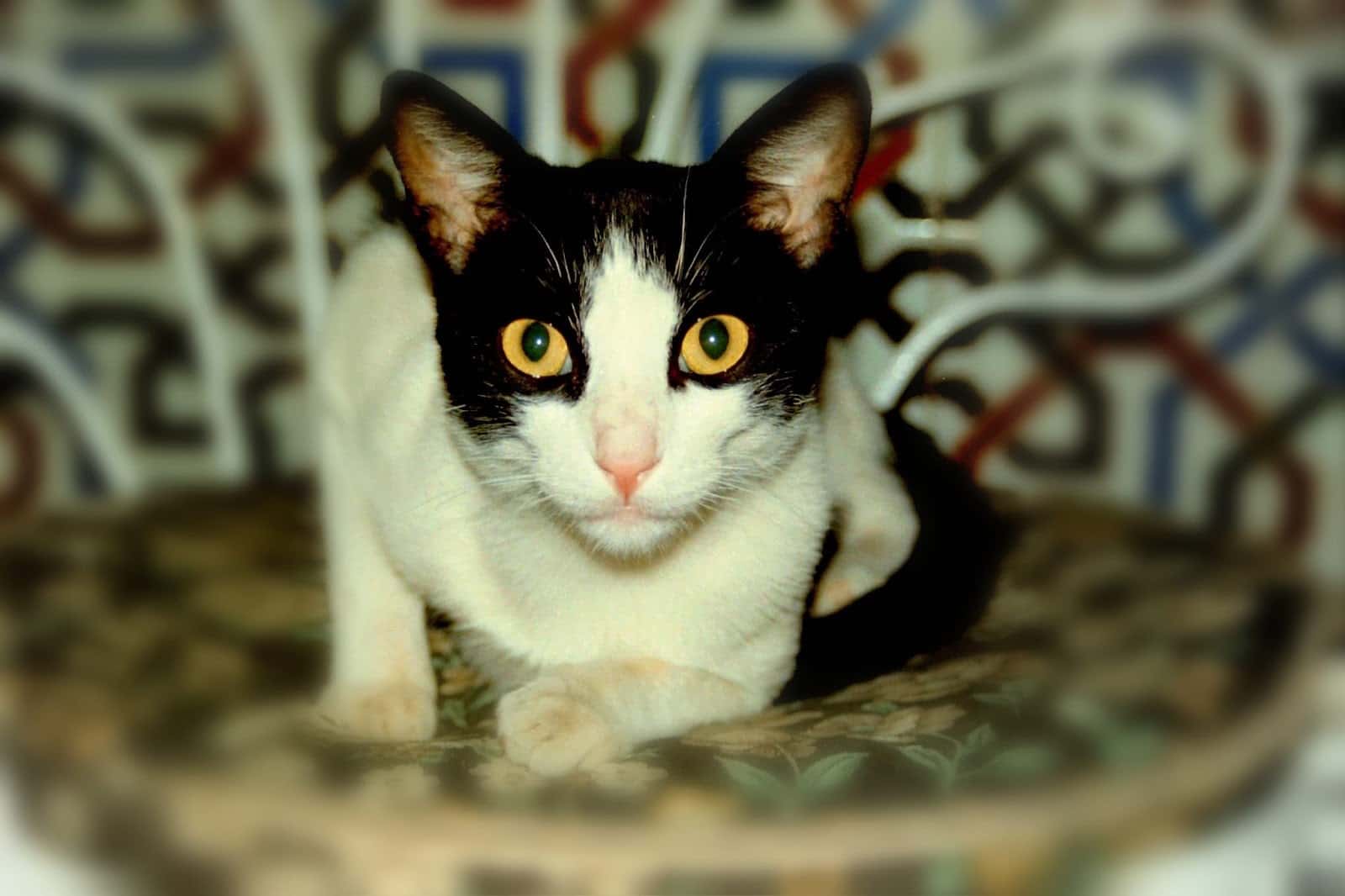 Consultorio Veterinario Baena