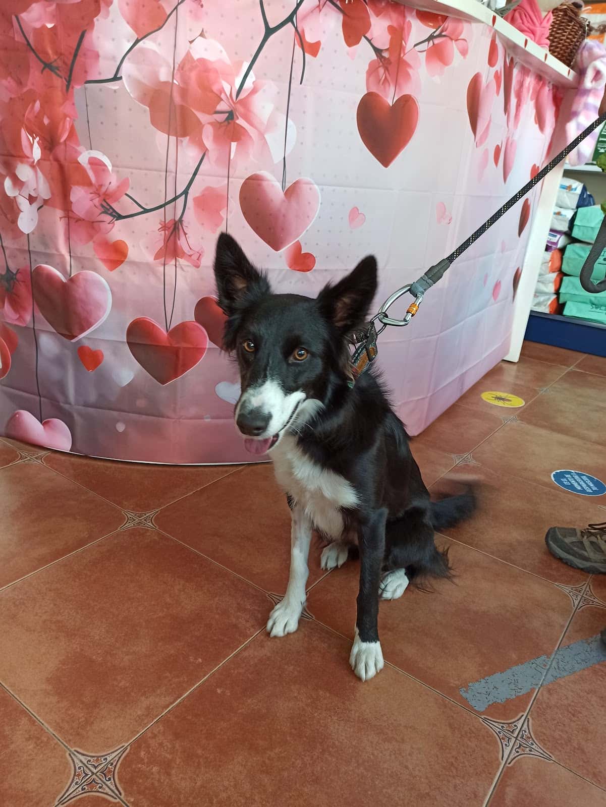 Clínica Veterinaria Mascovet