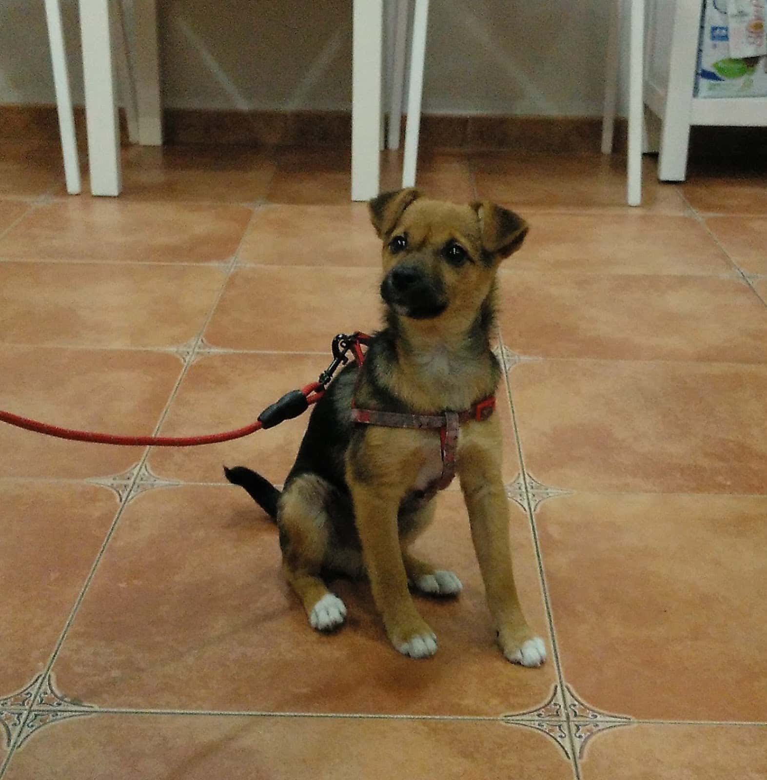 Clínica Veterinaria Mascovet