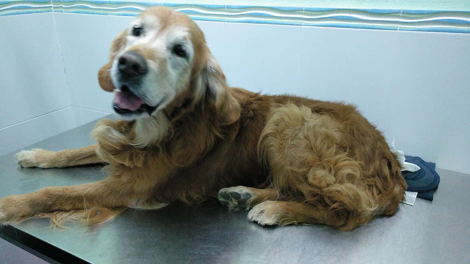 clinica veterinaria mascovet veterinario clinica en posadas en cordoba principalImage ADOPTA Sitios Pet Friendly