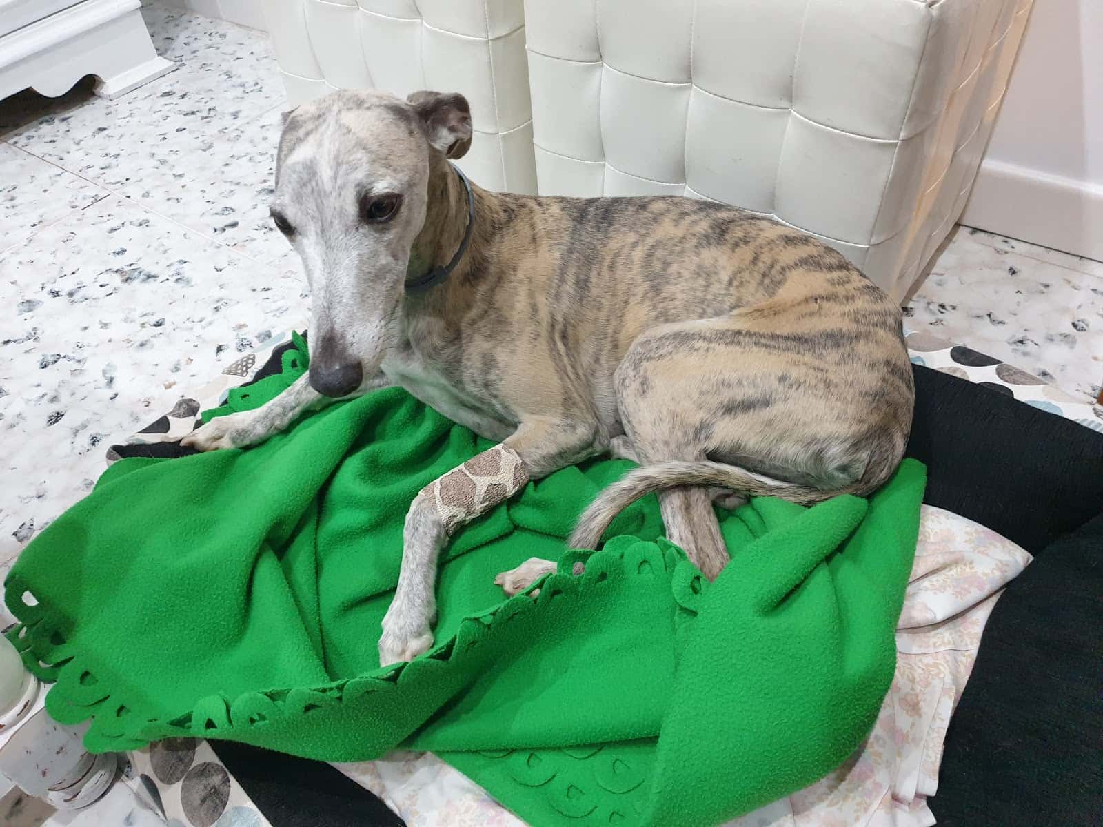 maria luz balsera paredes veterinario centro en penarroya pueblonuevo en cordoba principalImage ADOPTA Sitios Pet Friendly