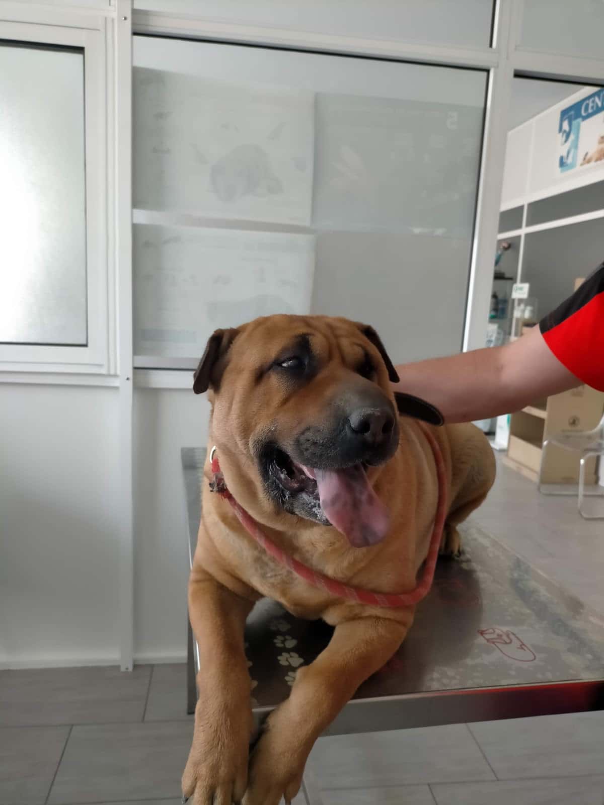 centro veterinario manuel palomo veterinario centro en benameji en cordoba principalImage ADOPTA Sitios Pet Friendly