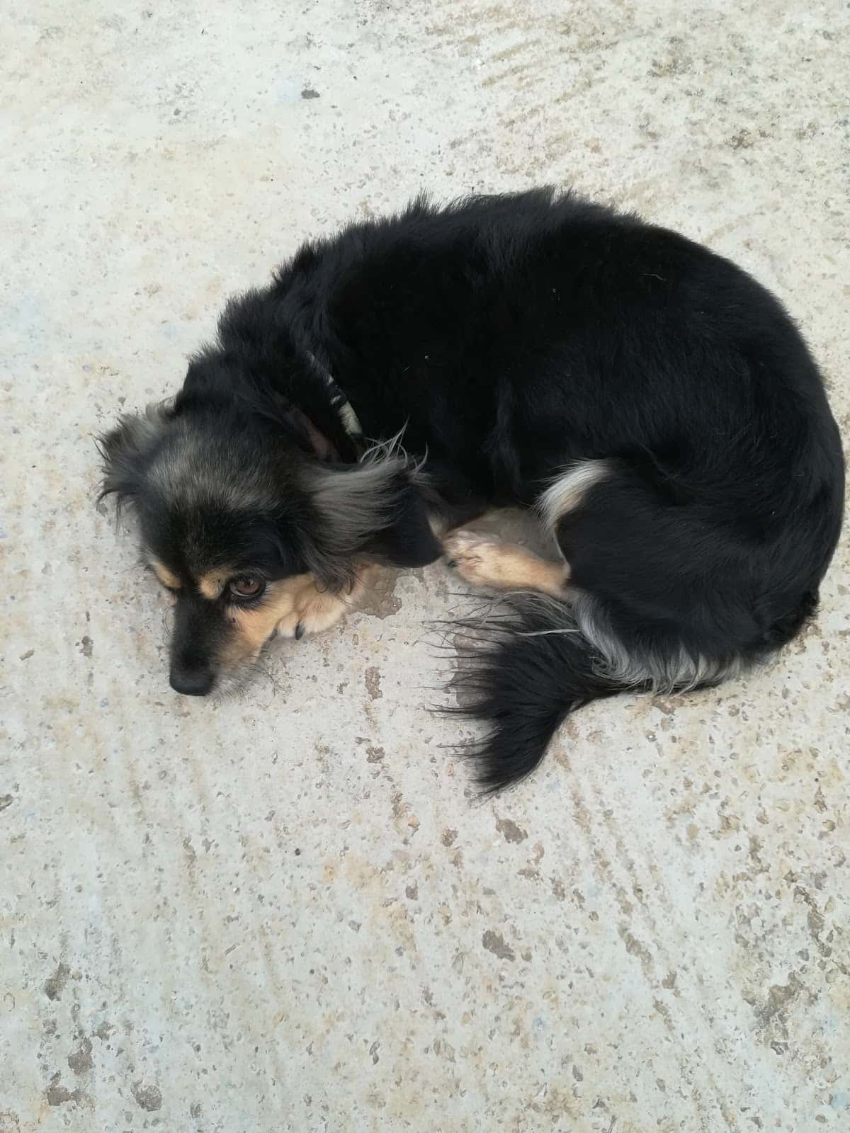 Eluvet Clinica Veterinaria