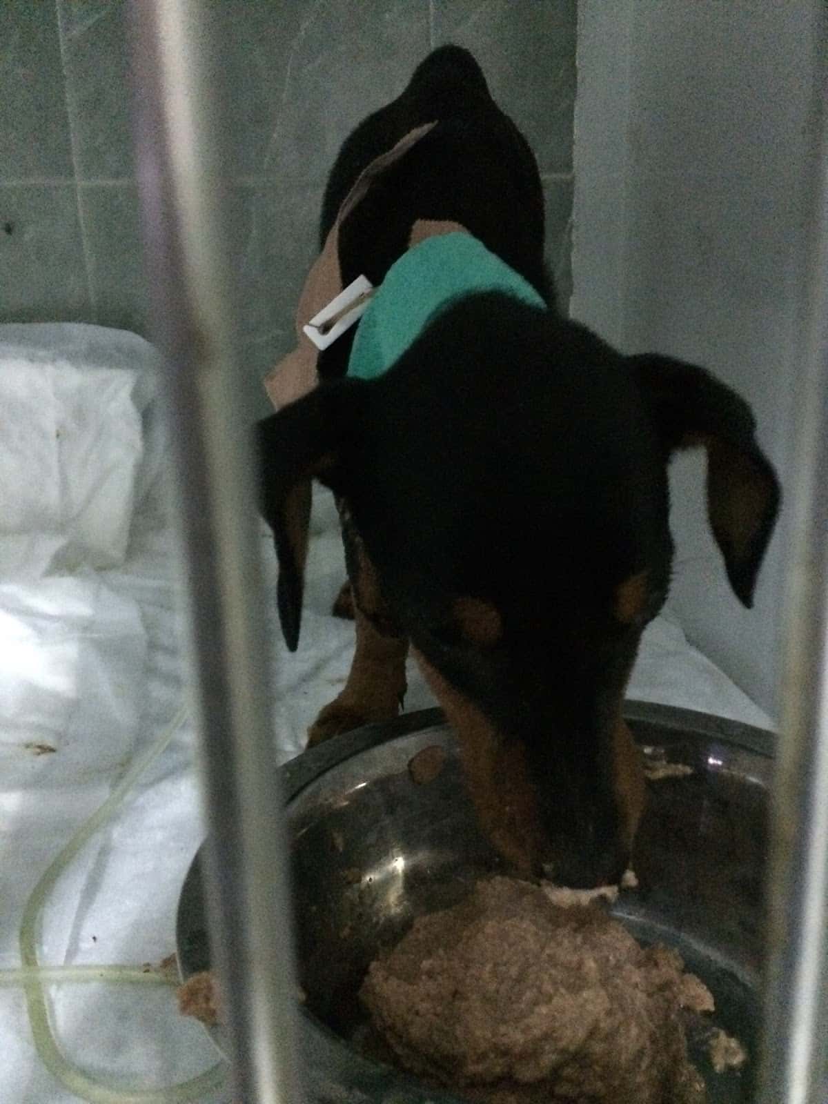 Eluvet Clinica Veterinaria