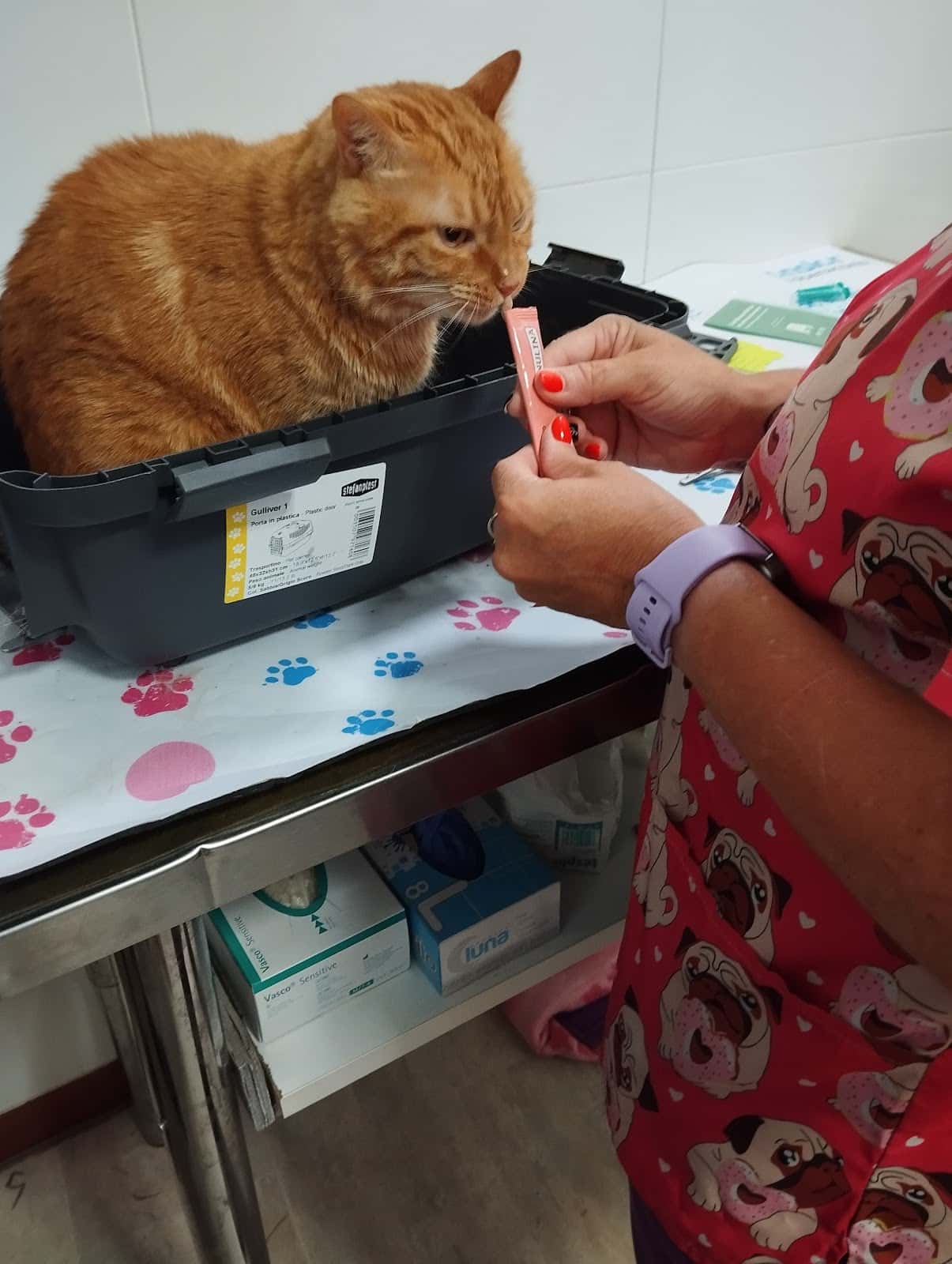 Teseo veterinarios Lucena
