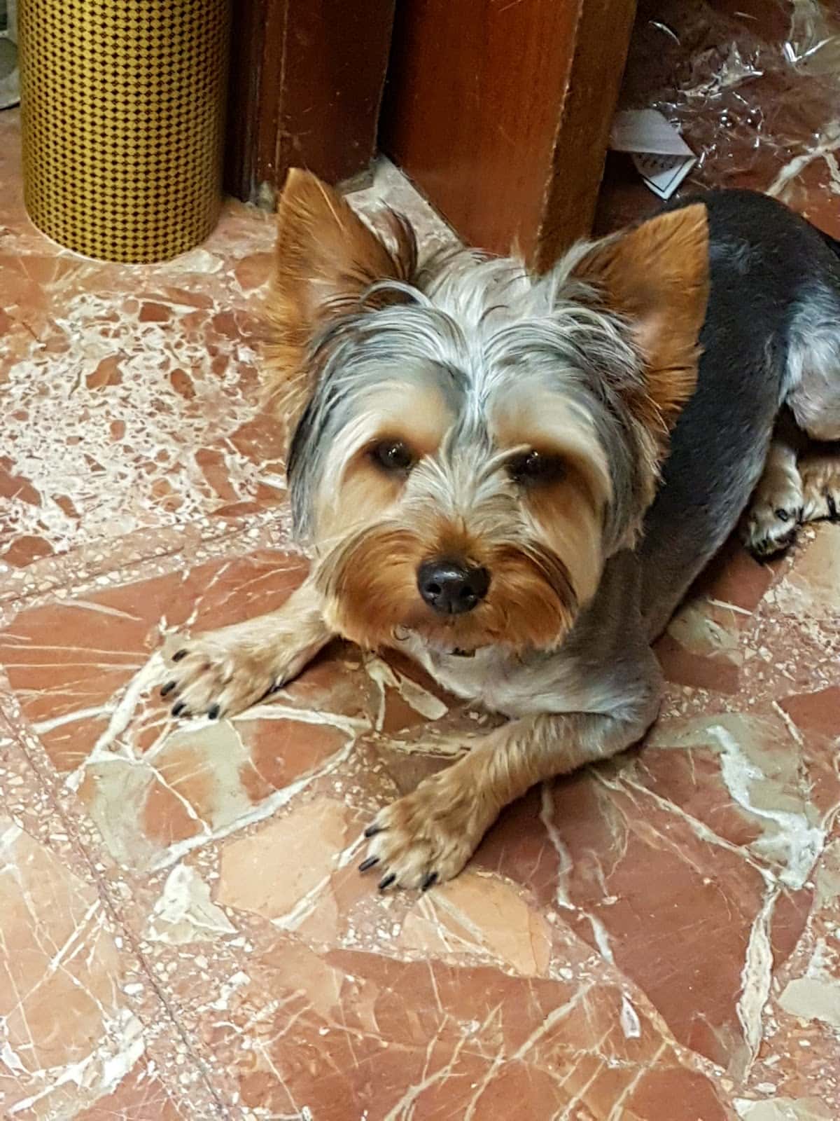 GuadalquiVet Clínica Veterinaria