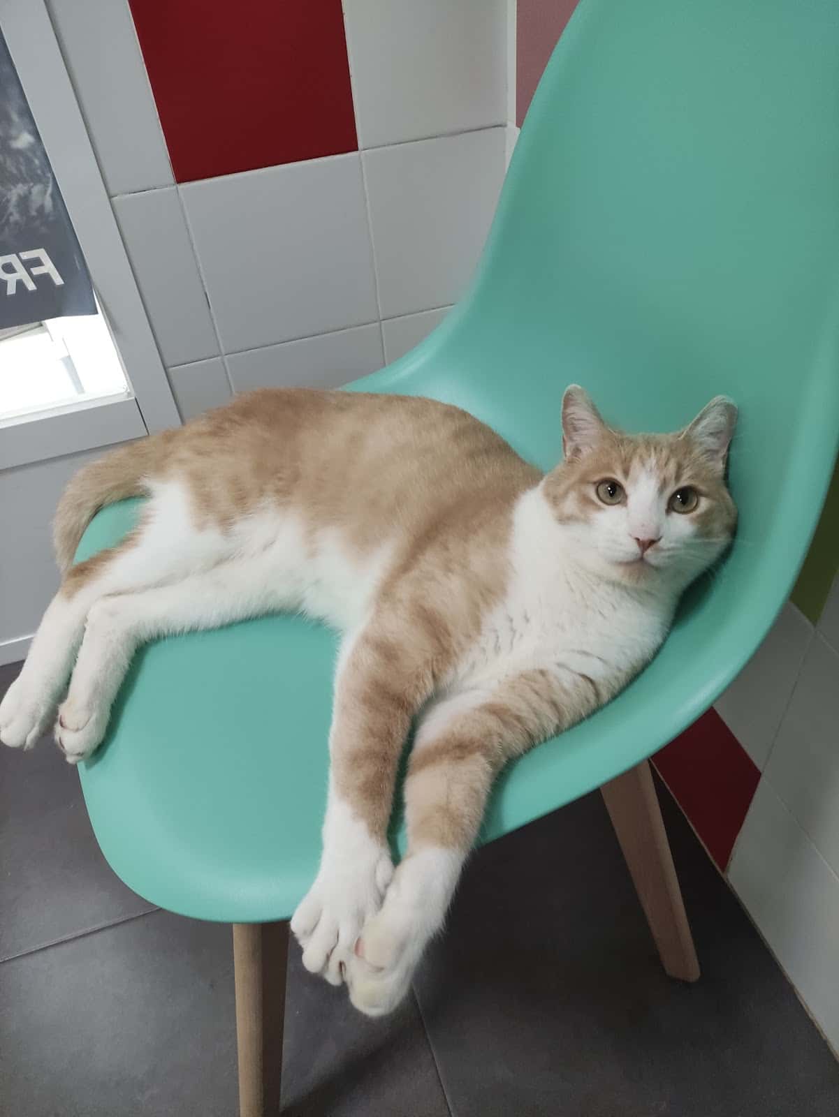 GuadalquiVet Clínica Veterinaria