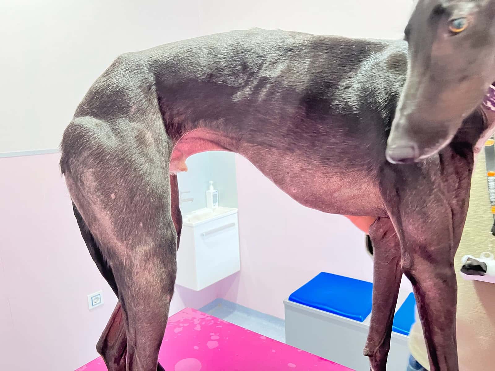 Mascoderm Servicio de Referencia en dermatología canina y felina