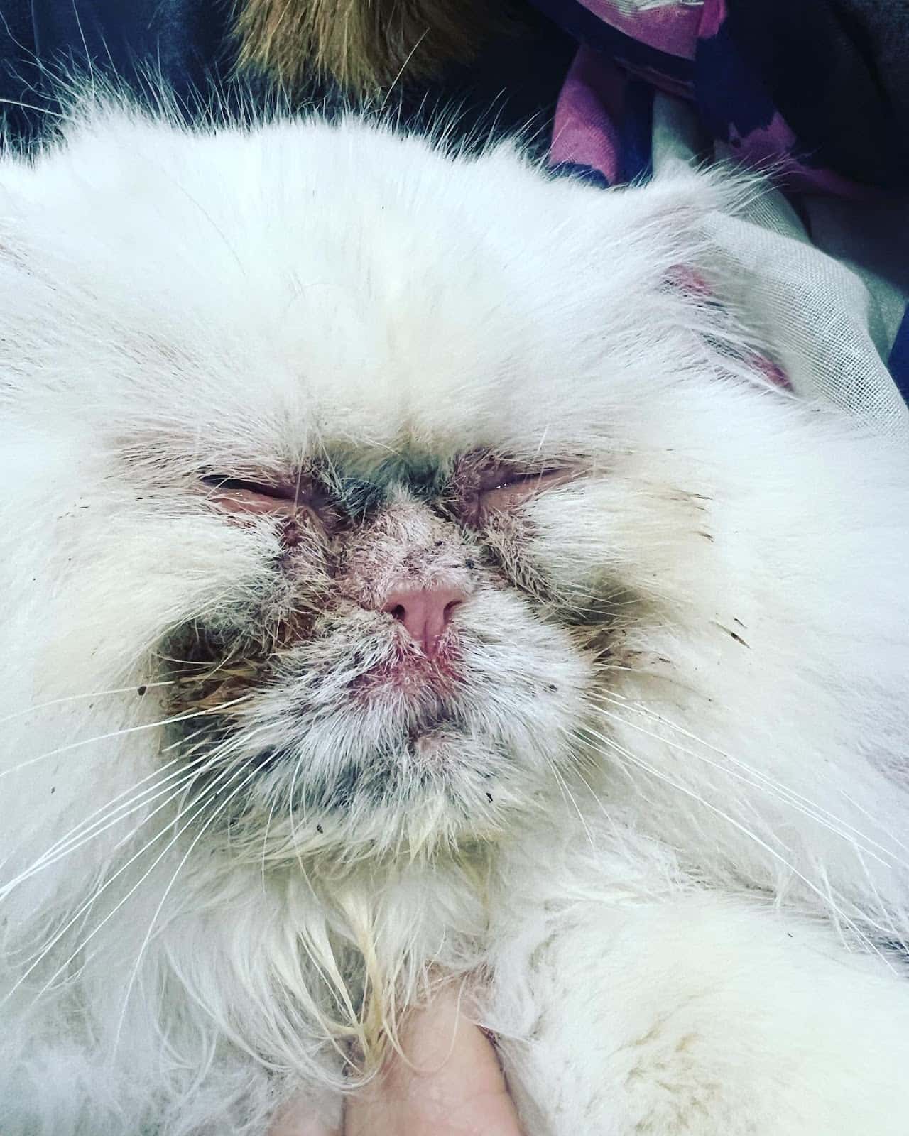 Mascoderm Servicio de Referencia en dermatología canina y felina
