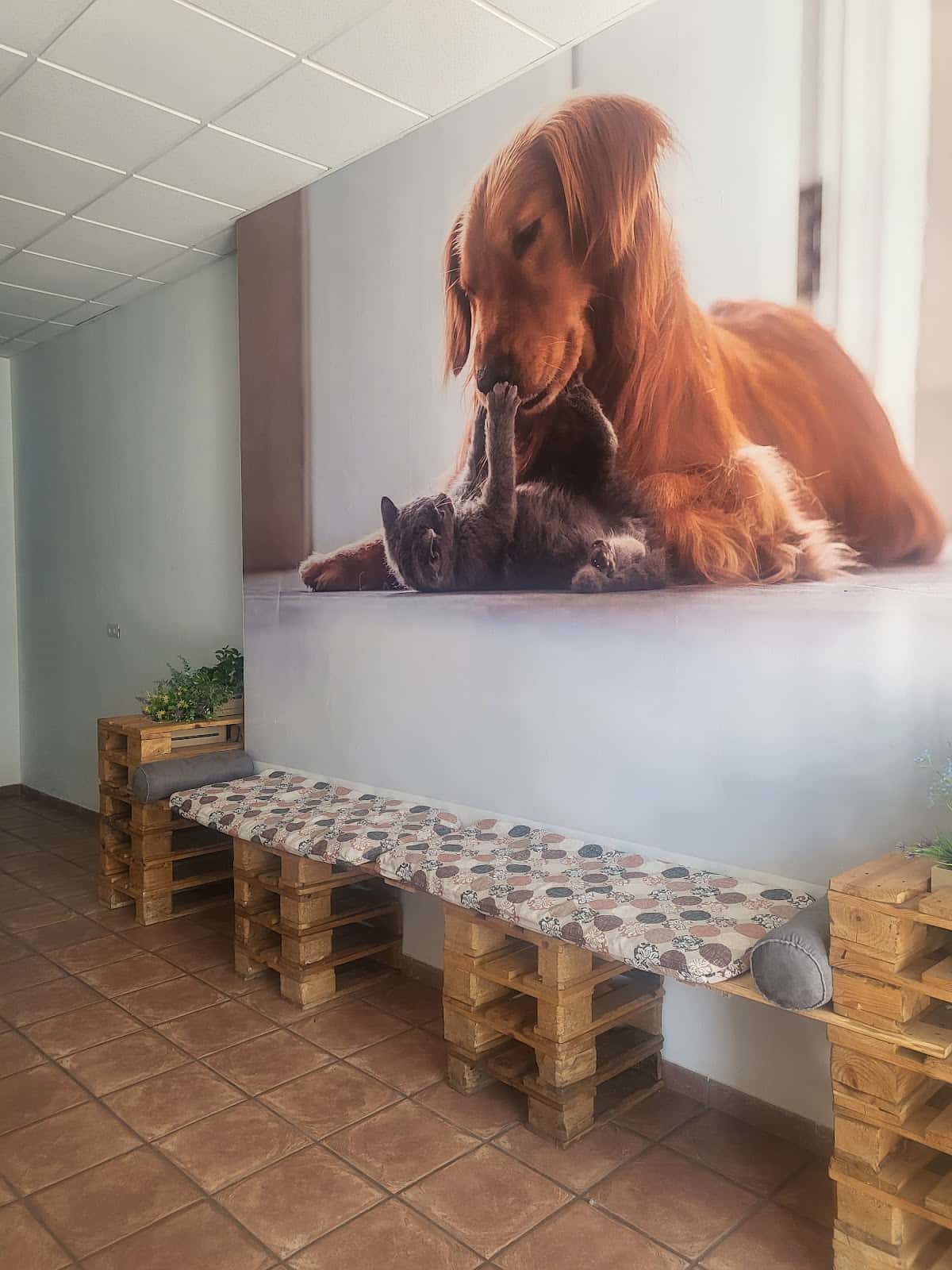 Consulta Veterinaria Pizcos