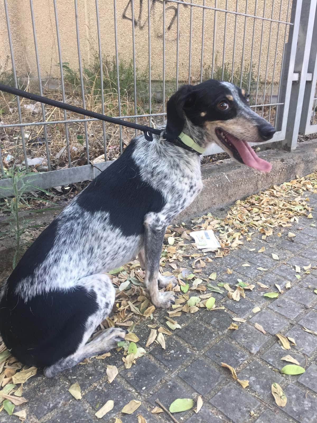 Consulta Veterinaria Pizcos