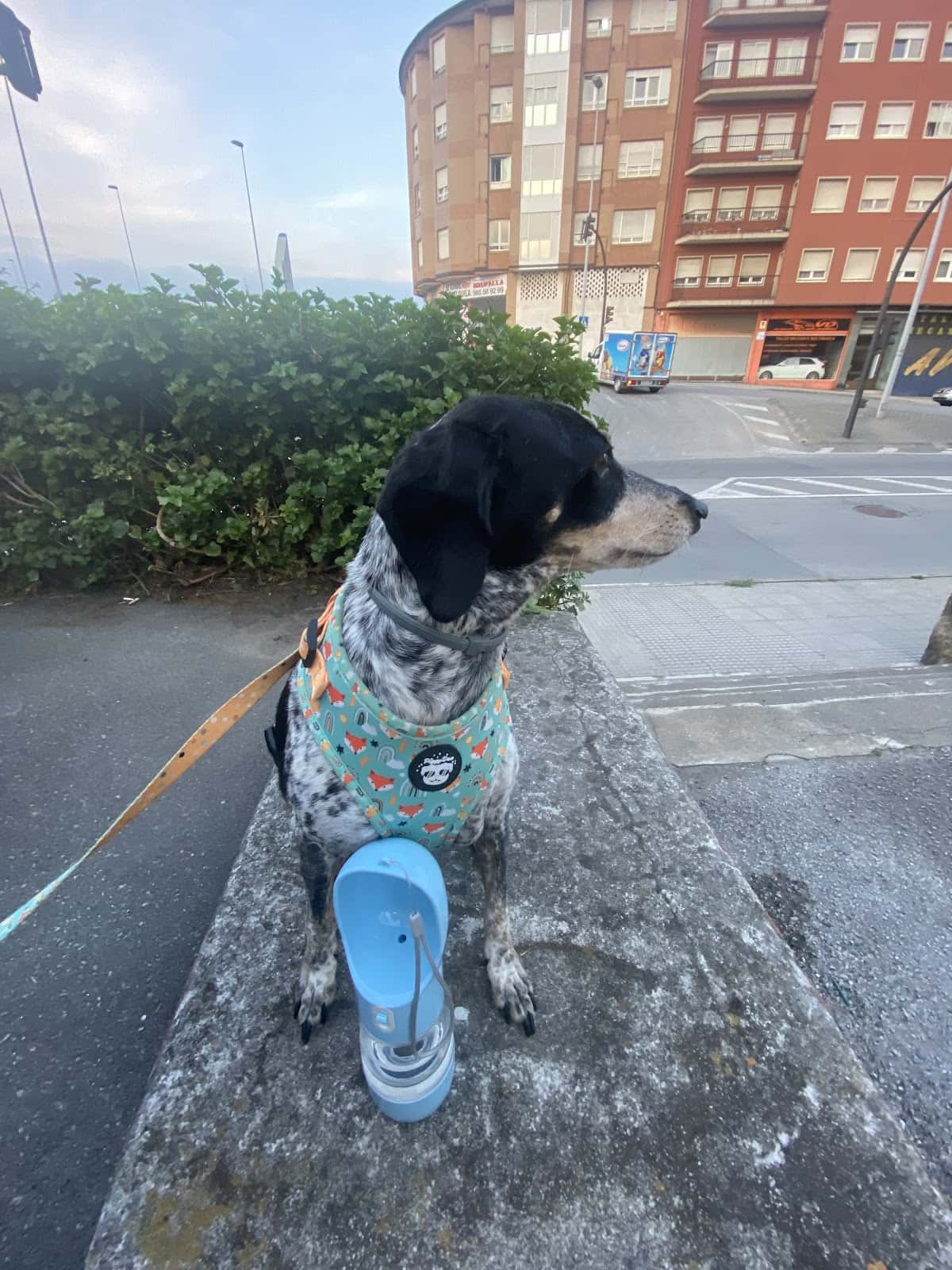 consulta veterinaria pizcos veterinario centro en la carlota en cordoba principalImage ADOPTA Sitios Pet Friendly