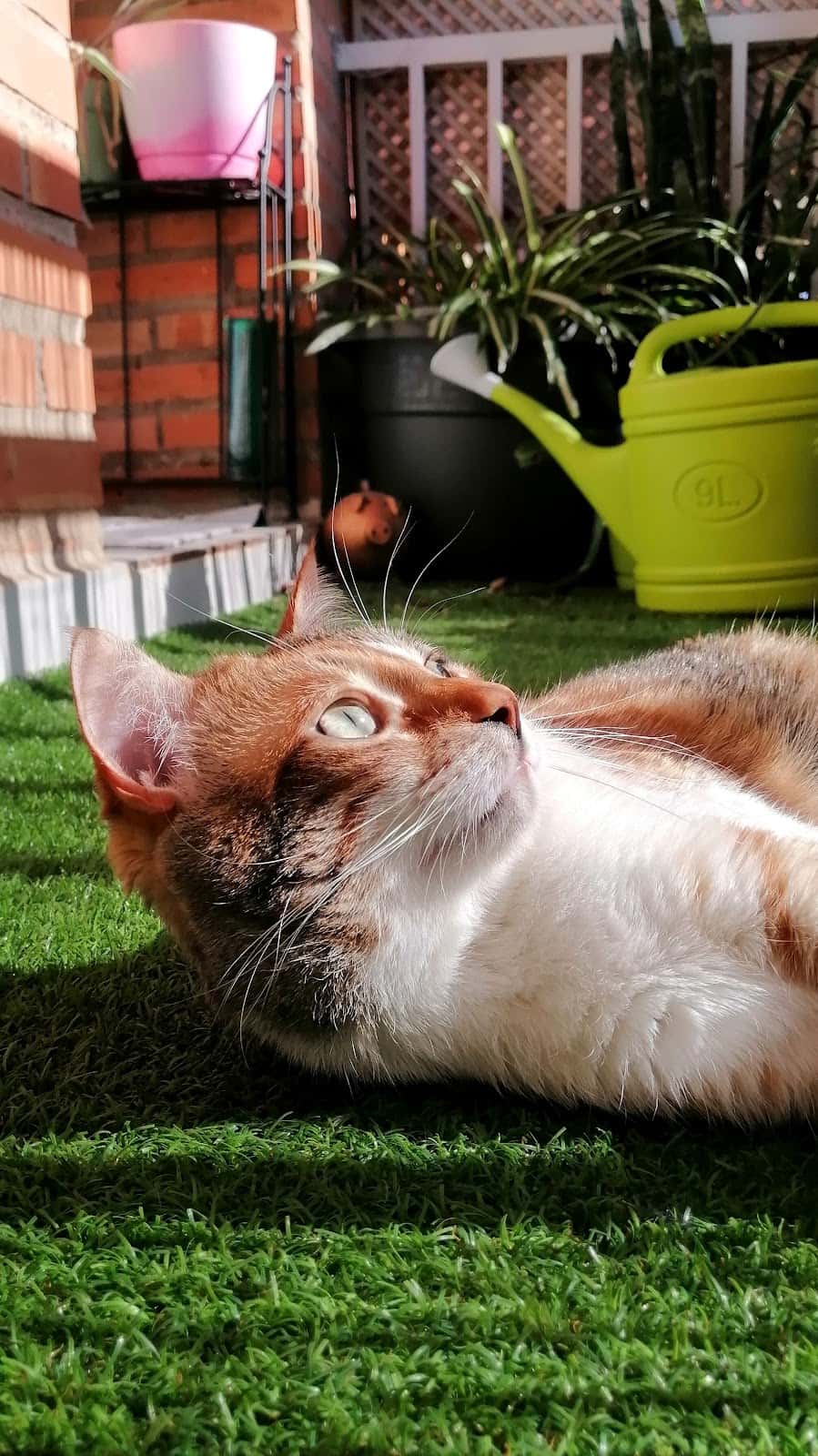 Clínica Veterinaria Alfaros