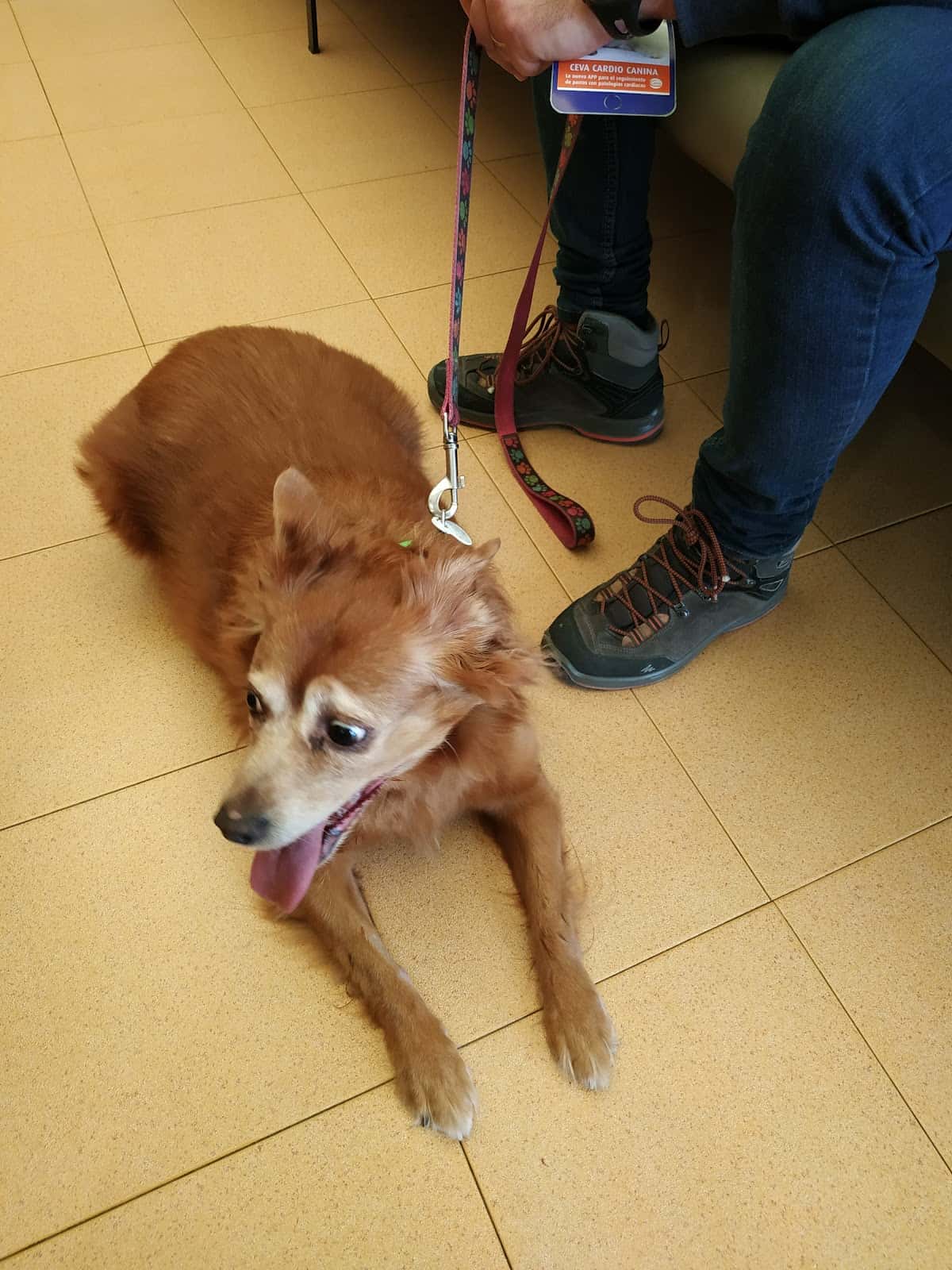 Hospital Clínico Veterinario Universidad de Córdoba