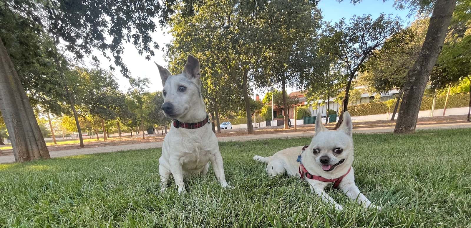 Clínica Veterinaria Gran Capitán