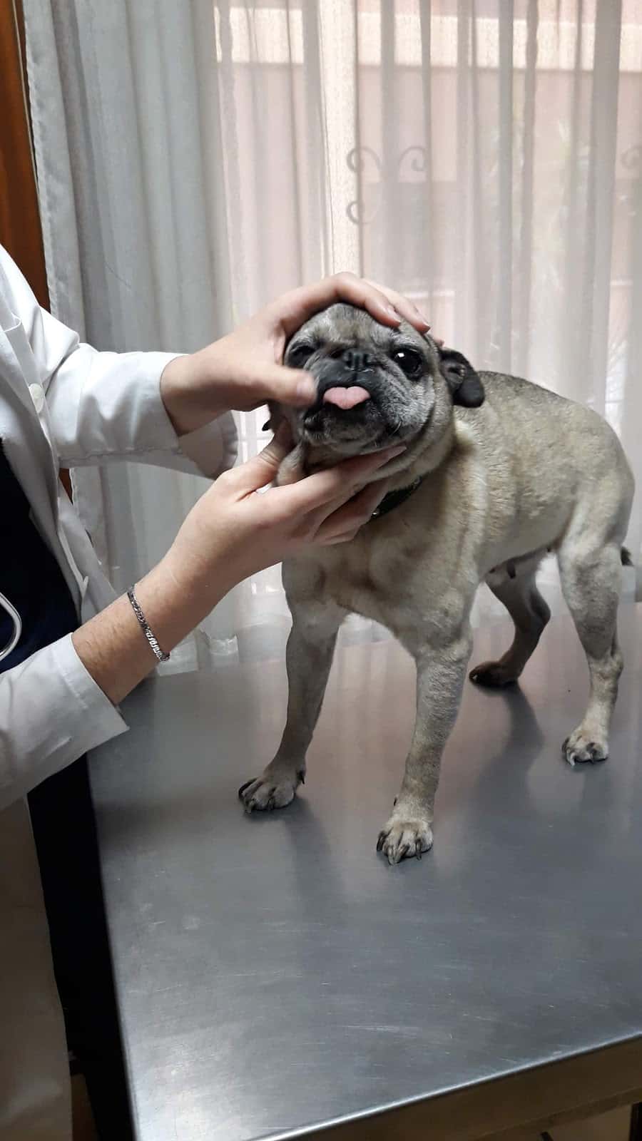 clinica veterinaria gran capitan veterinario clinica barrio centro en cordoba en cordoba principalImage ADOPTA Sitios Pet Friendly