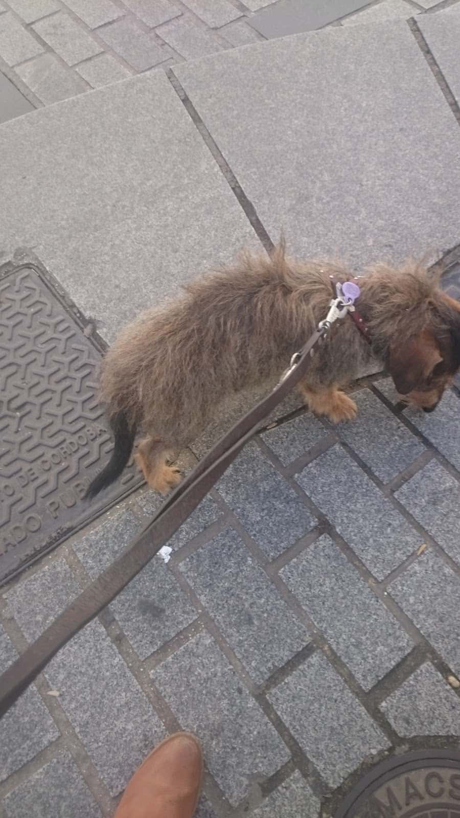 Clinica Veterinaria el Realejo