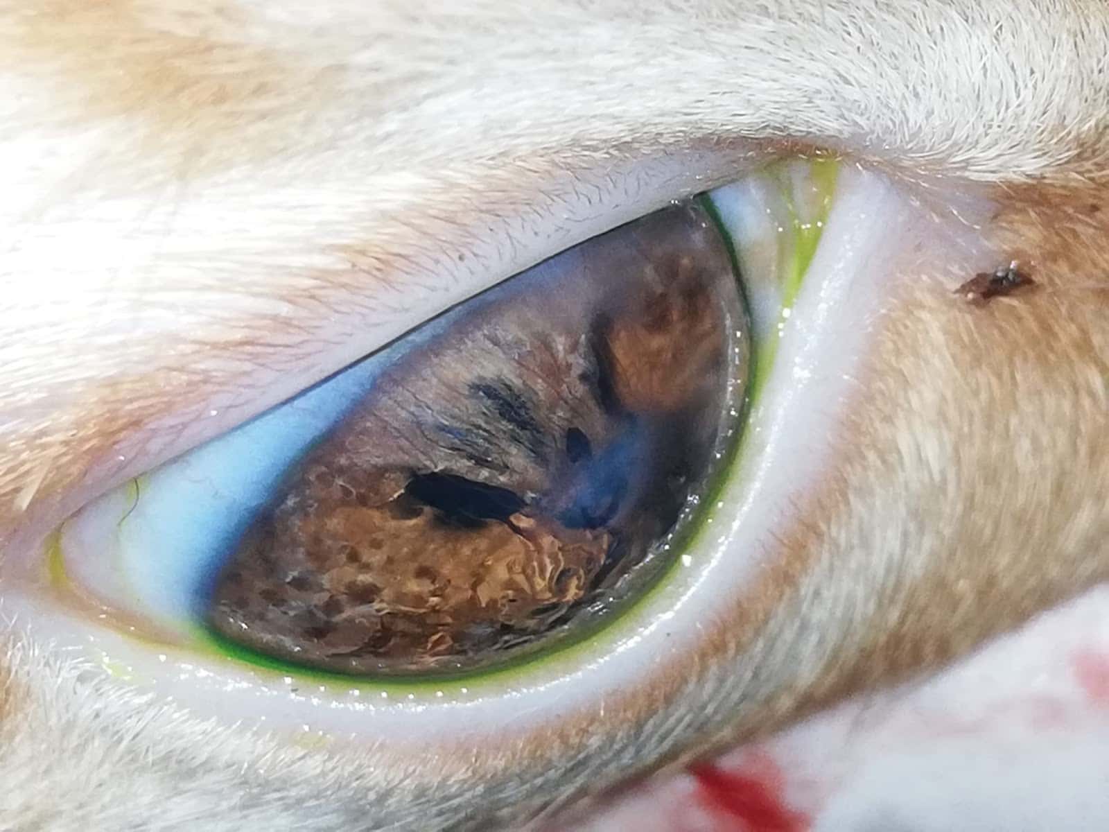 Astaroth Veterinaria