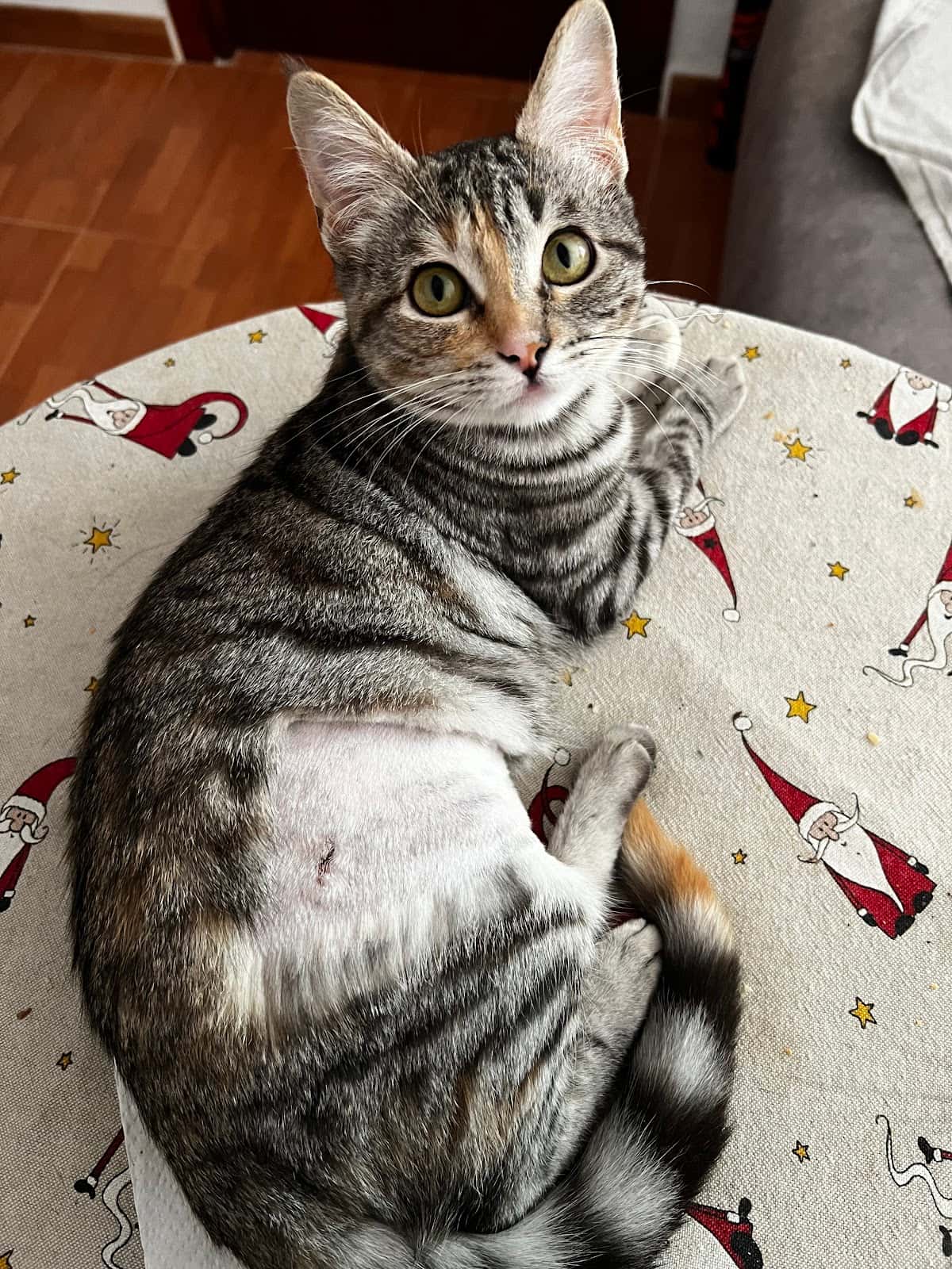 Clínica Veterinaria Dacovet
