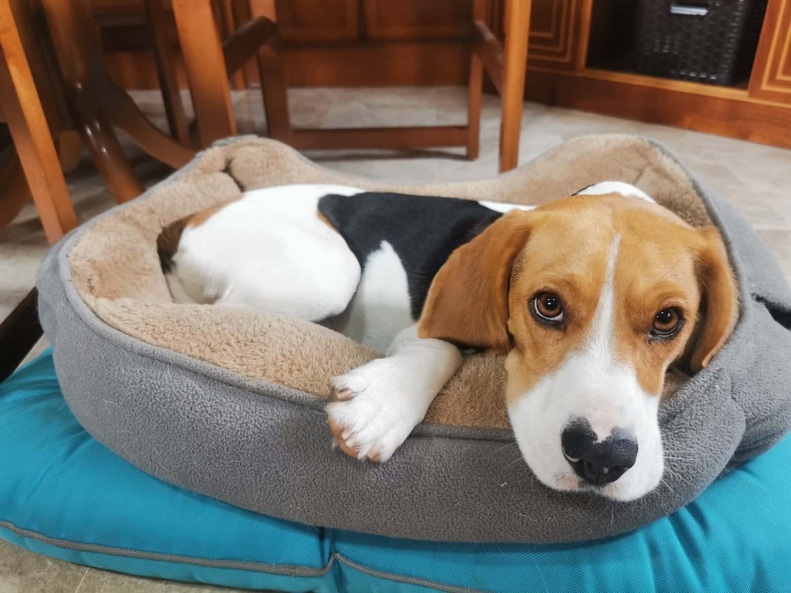 Clínica Veterinaria Dacovet