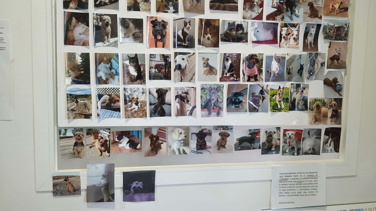 Consultorio veterinario VetEspejo