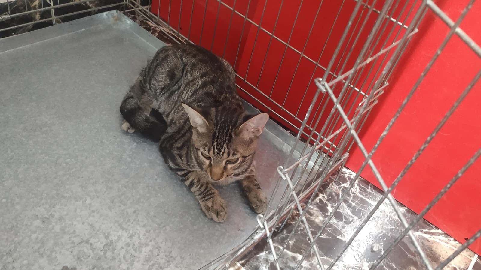Consultorio veterinario VetEspejo