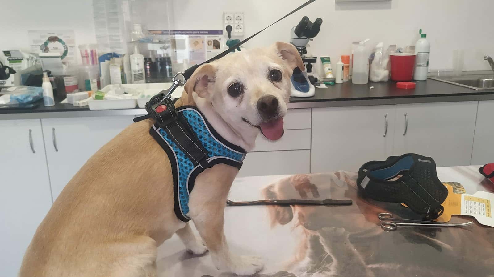 Consultorio veterinario VetEspejo