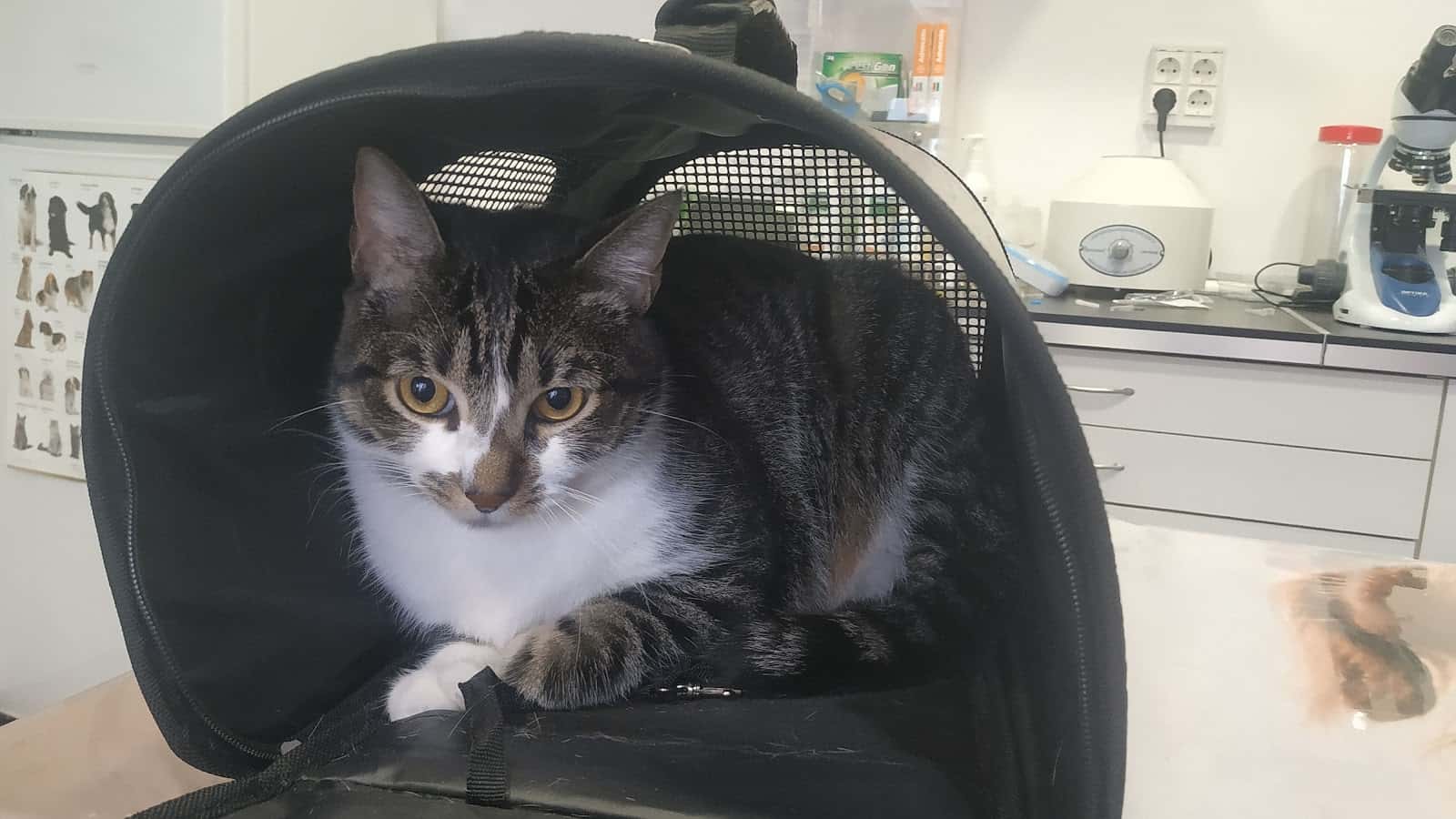 Consultorio veterinario VetEspejo