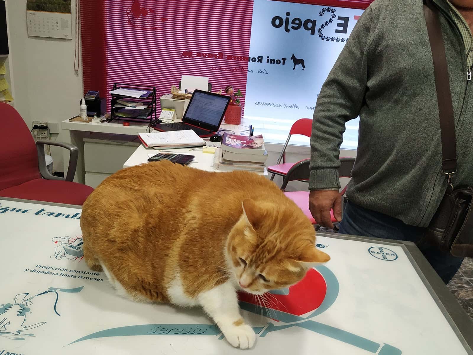 consultorio veterinario vetespejo veterinario centro en espejo en cordoba principalImage ADOPTA Sitios Pet Friendly