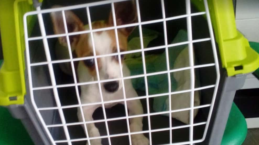 felican veterinario centro en estepa en sevilla principalImage ADOPTA Sitios Pet Friendly