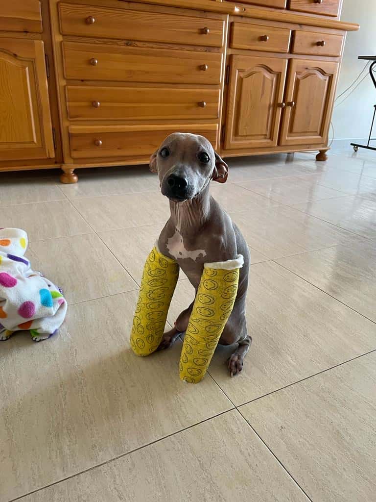 Clinica Veterinaria Melide