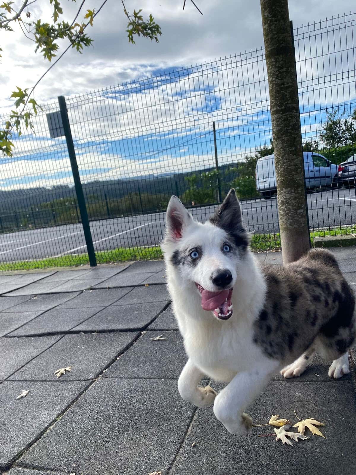 Centro Canino Montegatto