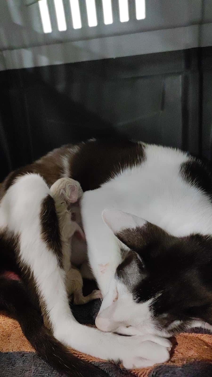 Centro veterinario MOM