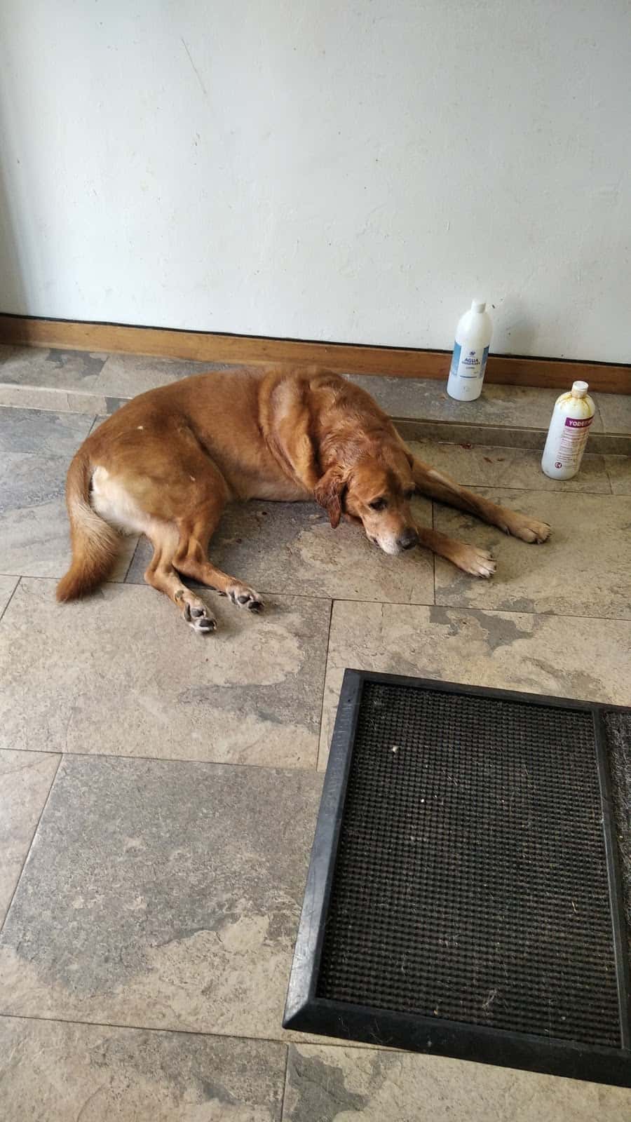 Centro veterinario MOM